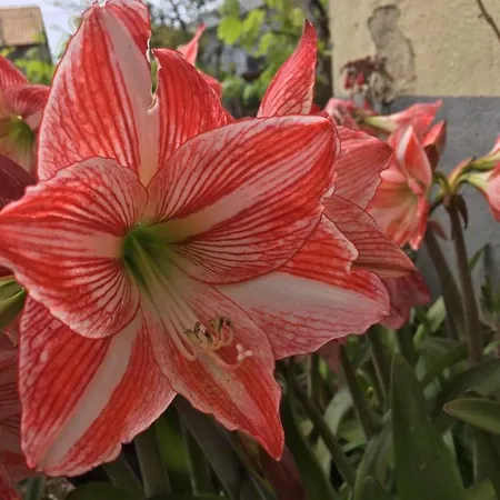 Triplex Terrasse Vue Exclusive Sur L Ocean ,wifi *