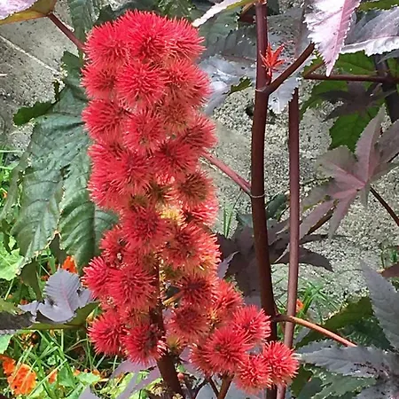 Διαμέρισμα Triplex Terrasse Vue Exclusive Sur L Ocean ,wifi *