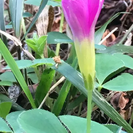 Triplex Terrasse Vue Exclusive Sur L Ocean ,wifi *