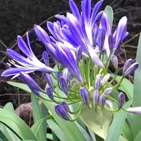 Triplex Terrasse Vue Exclusive Sur L Ocean ,wifi Σάντα Κρουζ