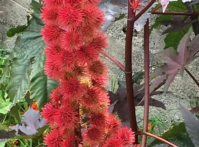 아파트 Triplex Terrasse Vue Exclusive Sur L Ocean ,wifi *