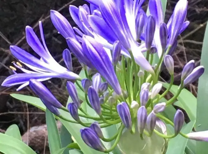 Triplex Terrasse Vue Exclusive Sur L Ocean ,wifi סנטה קרוז