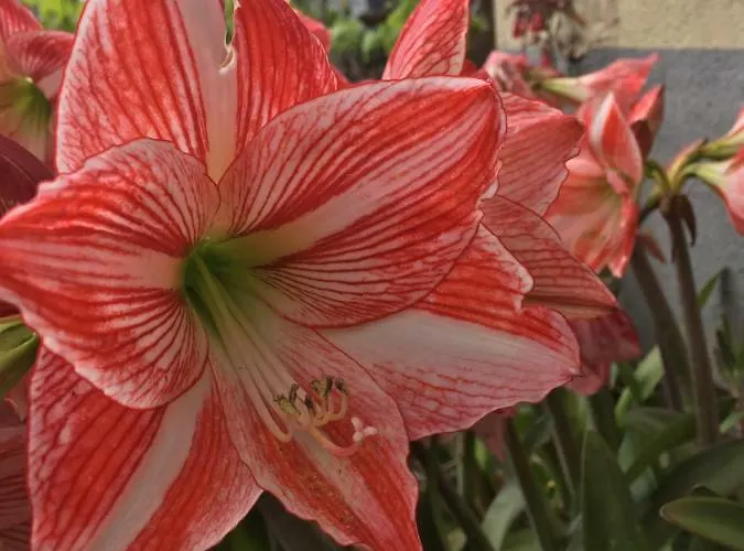 Triplex Terrasse Vue Exclusive Sur L Ocean ,wifi *